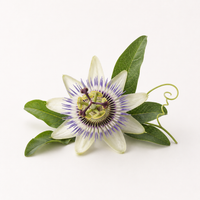 Pasiflora
