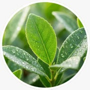 Yerba mate